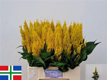 <h4>Cel P Century Yellow</h4>