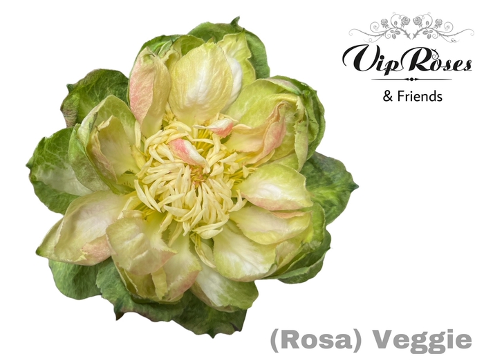 <h4>R GR VEGGIE</h4>