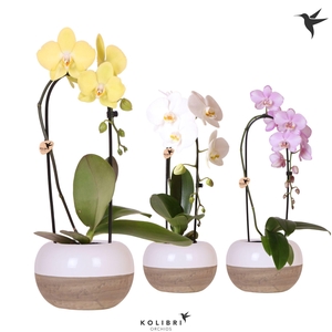 Kolibri Orchids Phalaenopsis Cascade Niagara Fall mix 1 spike in Coconut pot