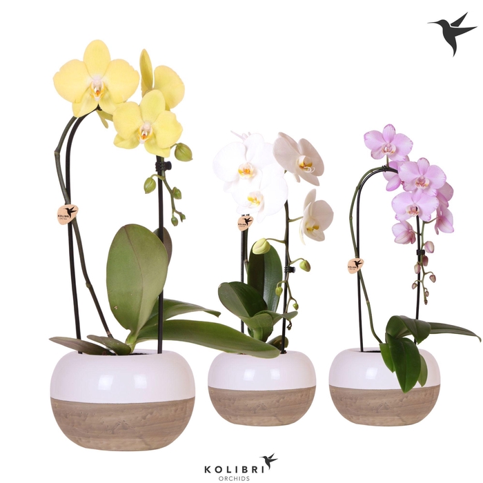<h4>Kolibri Orchids Phalaenopsis Cascade Niagara Fall mix 1 spike in Coconut pot</h4>