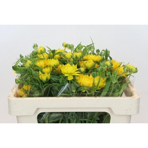 Ranunculus Moderna Proxima