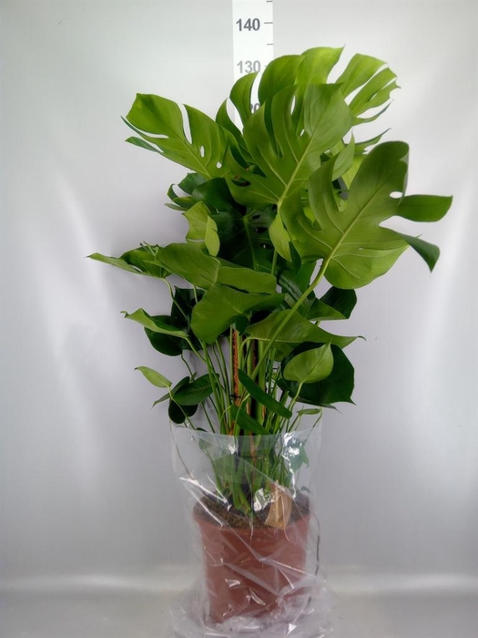 <h4>Monstera delic.</h4>