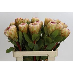 Protea Grandicolor
