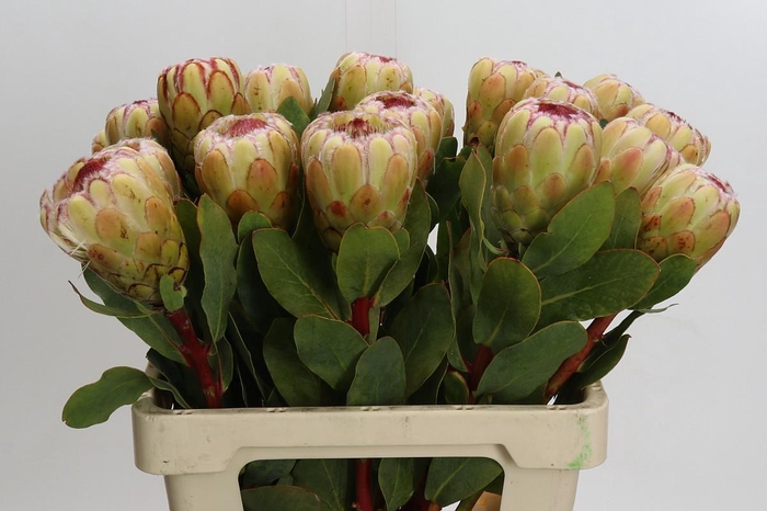 <h4>Protea Grandicolor</h4>