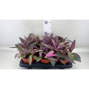 Tradescantia   ...