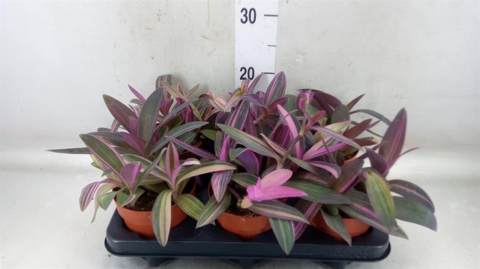 <h4>Tradescantia   ...</h4>