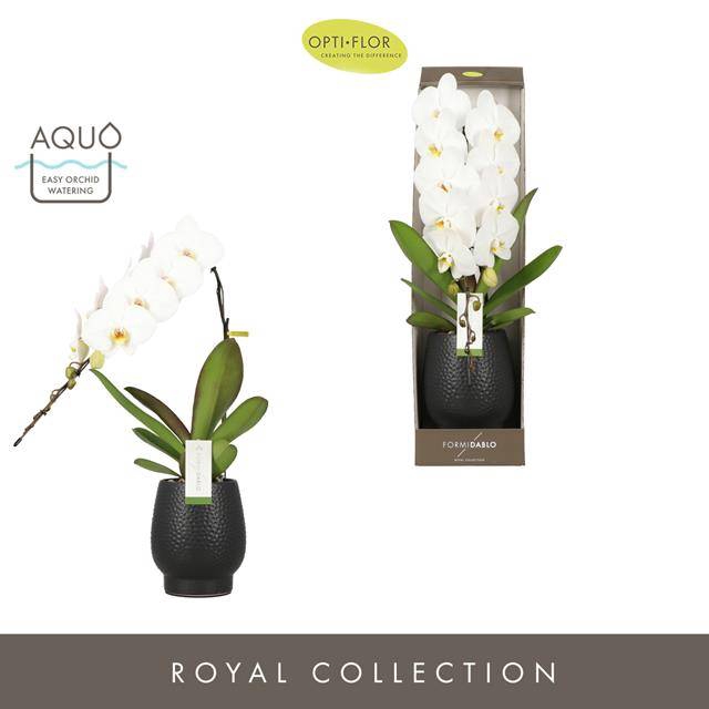 Phalaenopsis Formidablo Niagara Falls 12Ø 70cm 1st