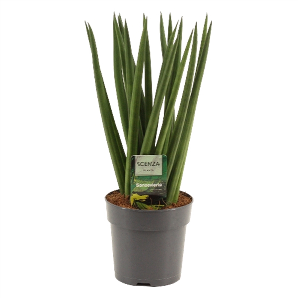<h4>Sansevieria Cylindrica 12 cm Spaghetti</h4>