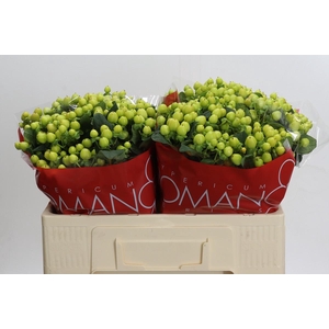 Hypericum Smiley Romance