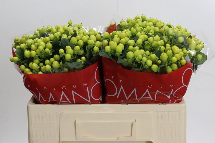 <h4>Hypericum Smiley Romance</h4>