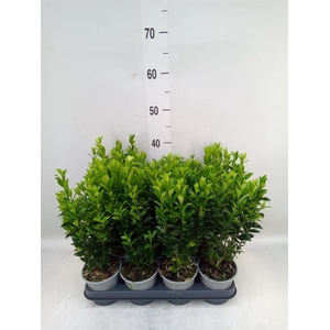 Euonymus japon. 'Green Spire'