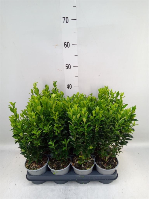 <h4>Euonymus japon. 'Green Spire'</h4>