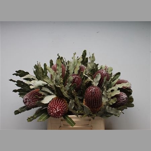 Banksia Menziesi