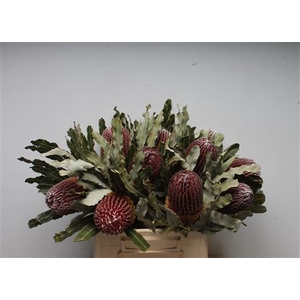 Banksia Menziesi