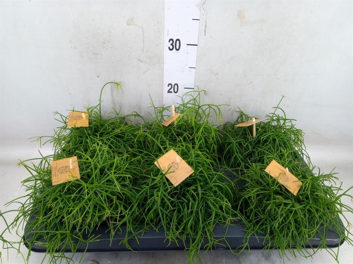 <h4>Rhipsalis   ...</h4>