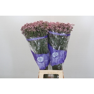 Limonium Pink Diamond