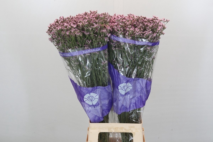 <h4>Limonium Pink Diamond</h4>