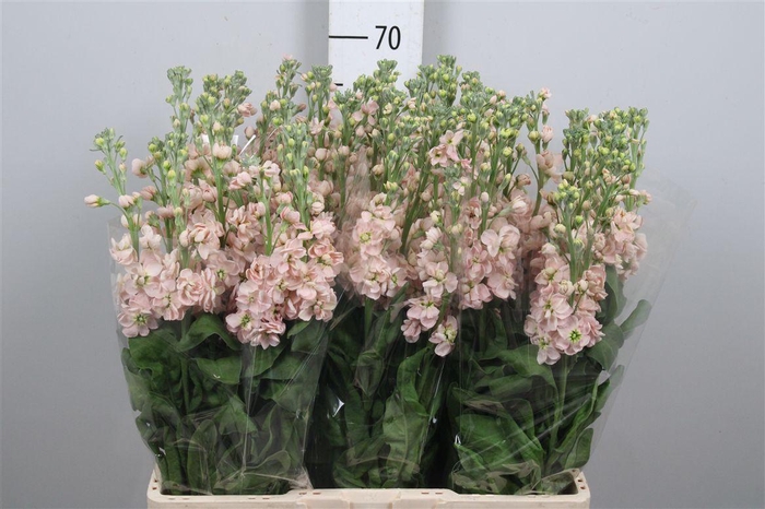 <h4>Matth Milla Salmon</h4>