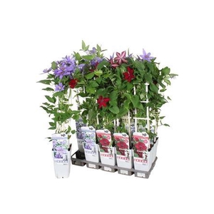 Clematis Ov Mix In Tray