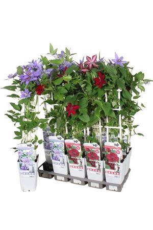 <h4>Clematis Ov Mix In Tray</h4>