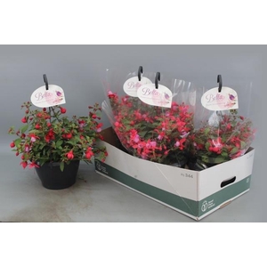 FUCHSIA B F HANG GEM