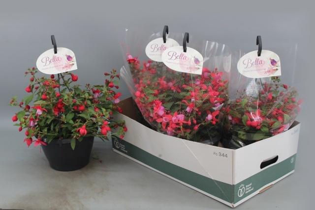 <h4>FUCHSIA B F HANG GEM</h4>