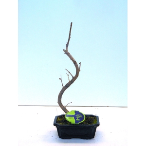 Ginkgo biloba shape with driptray