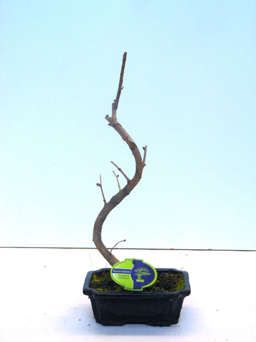 <h4>Ginkgo biloba shape with driptray</h4>