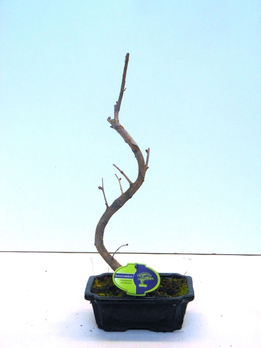 <h4>Ginkgo biloba shape</h4>