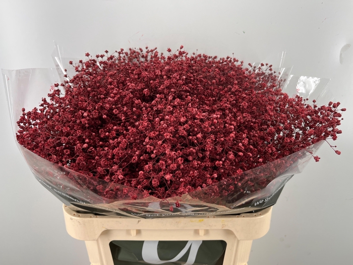 <h4>GYPS KLB H%</h4>