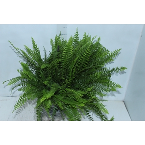 SAMAMBAIA AMERICANA C25