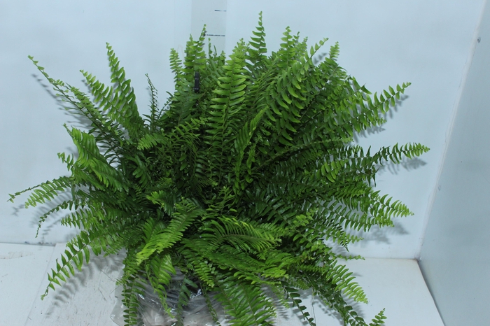 <h4>SAMAMBAIA AMERICANA C25</h4>