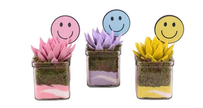 <h4>Thank you Teacher Arr. Succulent Glass Accuglas Square Ø08cm 1PP</h4>