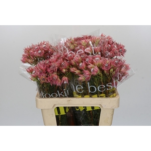 Blushing Bride Pink 2/5 Flowers