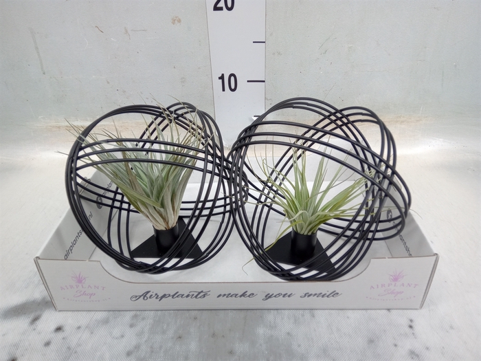 <h4>Tillandsia</h4>