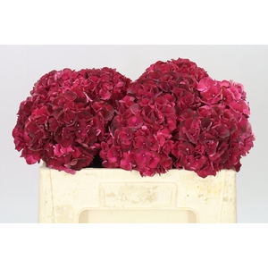 Hyd Dark Ruby