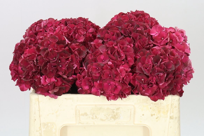 <h4>Hyd Dark Ruby</h4>