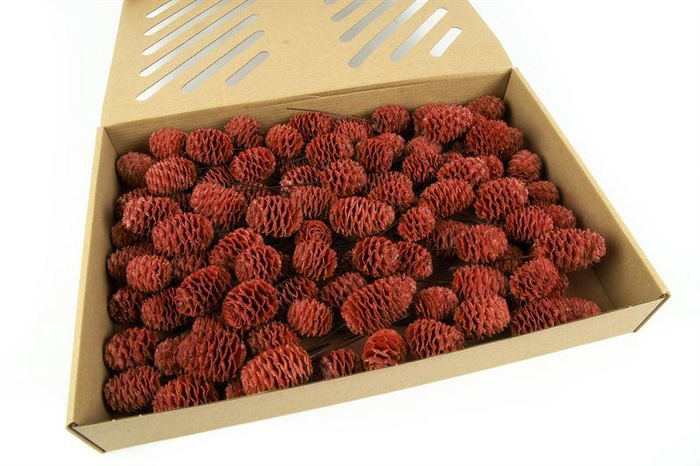 <h4>Leucadendron sabulosum o/dr. rood</h4>