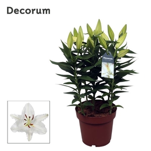 Lilium Oxygen