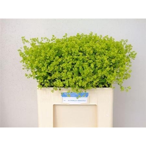 Alchemilla M Robustica
