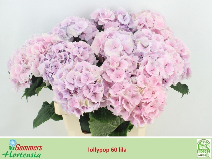 <h4>HYDR M CH LOLLYPP BL</h4>