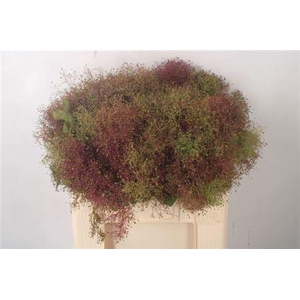 Coti C Young Lady De