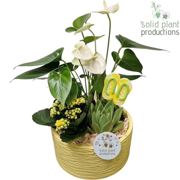 <h4>AT003 Loes Yellow Anthurium</h4>