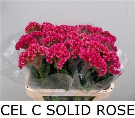 <h4>Cel C Solid Rose</h4>