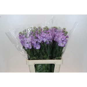 Matthiola Iron Marine