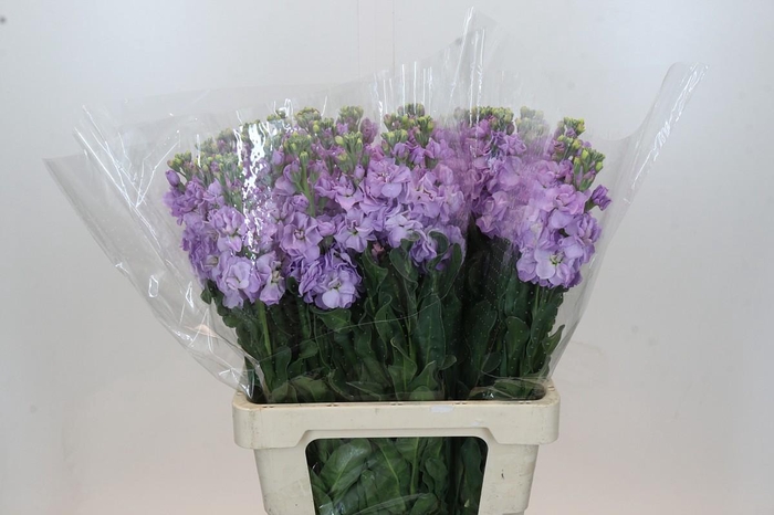 Matthiola Iron Marine