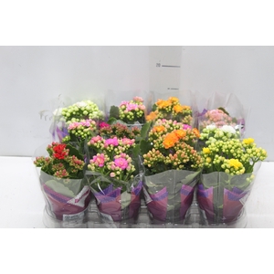 KALANCHOE DOBRADO MINI P09