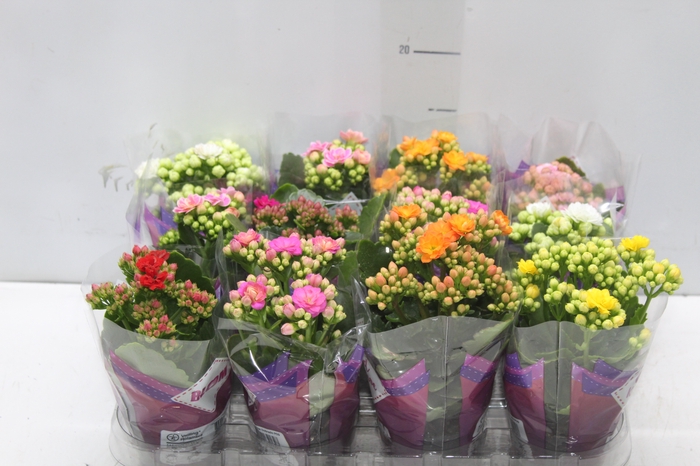 <h4>KALANCHOE DOBRADO MINI P09</h4>