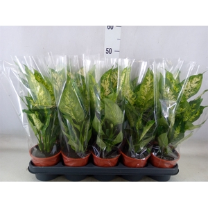 Dieffenbachia  'Compacta'