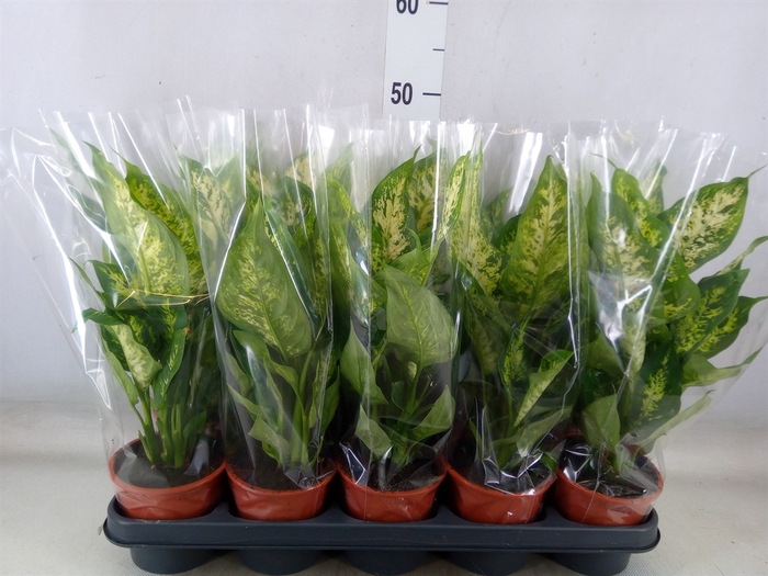 <h4>Dieffenbachia  'Compacta'</h4>